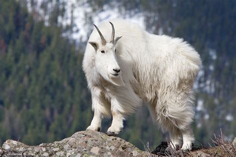 moumtain goat